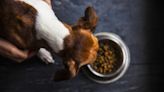 Veterinarian Lists 3 Signs Indicating Whether Dog Food Is Healthy