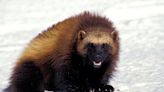 Proposed bill aims to reintroduce wolverines to Colorado