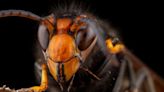 Asian hornets have overwintered in the UK for the first time