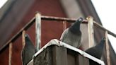 Toronto turns to pigeon birth control to rein in the bird’s population