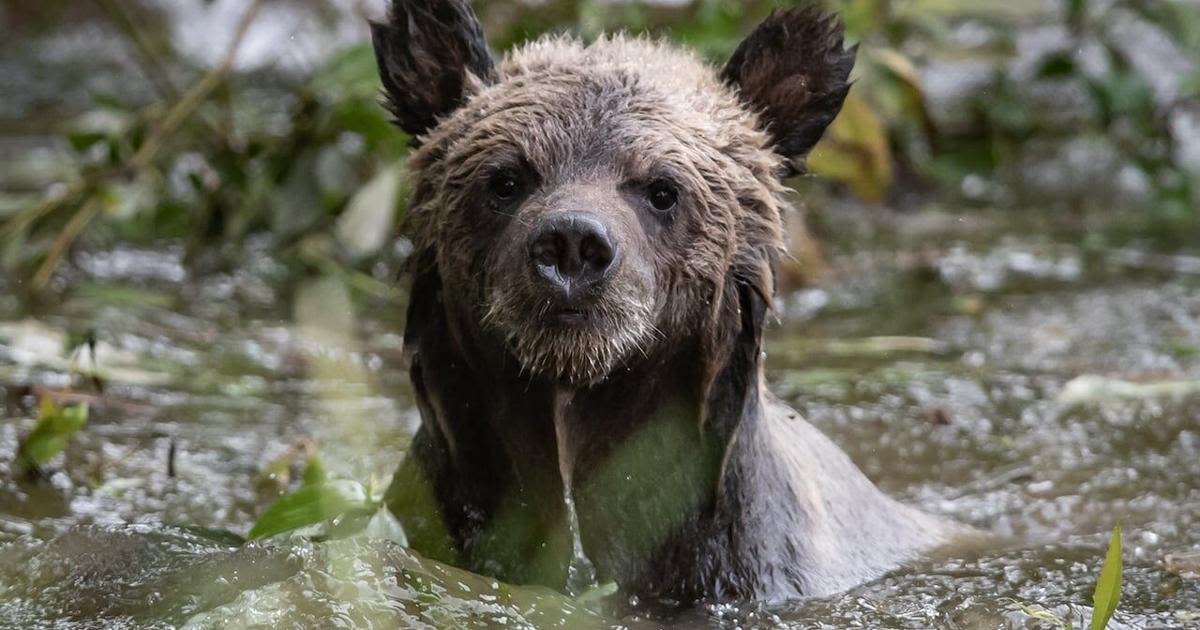 Researchers set traps to capture Alberta grizzly bear hairs