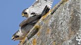 Romsey Abbey's first nesting peregrine pair produce eggs