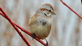 Art class to be held at Trempealeau Wildlife Refuge on June 4