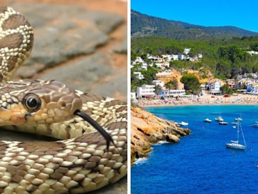 Ibiza snake 'crisis' as Council hunts down 800 invasive reptiles