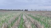 Rain adds area, brightens yield prospects: GIWA report - Grain Central