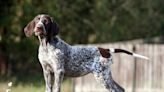 Hound Dog Named 'Tater' Rescued By Virginia Firefighters After Getting Stuck In Tree