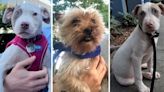 PAWS Atlanta says a second dog has been found after 3 puppies were stolen on Friday