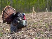 Wisconsin DNR: Preliminary totals show 4th highest spring turkey season on record