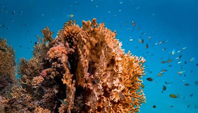 Collana bocca di corallo: la tendenza del momento