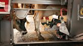 Bird flu virus has been spreading in US cows for months, RNA reveals