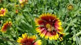 August gardening calendar: What to plant in Brevard this month | Sally Scalera