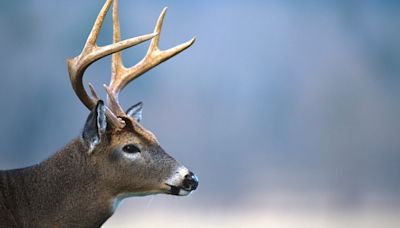 13 more CWD cases found in NC: What to know about 'zombie deer disease'