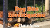 Bullhead City Animal Care and Welfare officers looking for dog in bite investigation