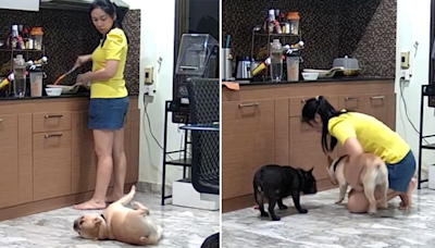 Shocking moment caught on video: Dog owner helps choking pet as doctor gives Heimlich tips