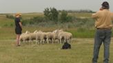 How sheep are being used to help conserve the Meewasin Valley?