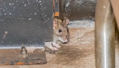 Can New York City Ever Win Its War Against Rats?