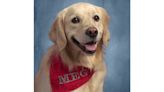 Ohio Middle School Facility Dog Gets Her Own Adorable Yearbook Photo: 'She Brings Happiness'