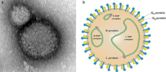 Orthonairovirus