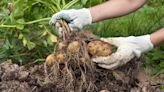 Growing potatoes in your garden - East Idaho News