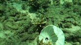 惡！澎湖馬糞海膽開放採捕前被盜一空 保育類硨磲貝也遭盜挖