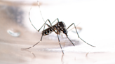 Dengue en Santa Fe: el frío colabora al marcado descenso de casos en la provincia