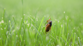 What Pest Control Experts Want You to Know About Cicadas and if They’re Dangerous