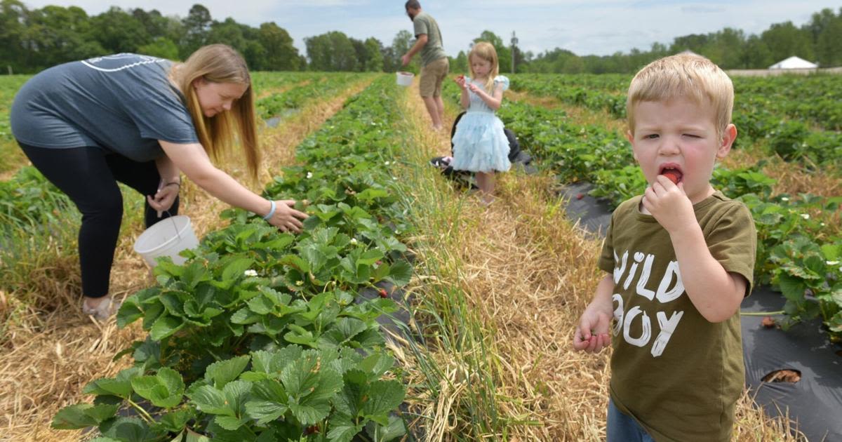 Strawberry season's off to a great start in the Triad; here's where to go pick your own