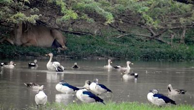 Climate change, poor management impact wetlands in NCR