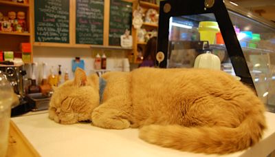 Clever Orange Cat Pretends to Be Napping While Slyly Stealing Sweet Treat