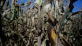 Estados Unidos redobla su defensa por el maíz transgénico: “Las pruebas aportadas por México para vetar este grano son irrelevantes”
