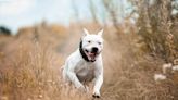 Dogo argentino: la raza que nació en Córdoba para cazar y defender a la gente de campo del ataque de pumas y jabalíes