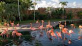 Los bellos flamencos del Zoológico de Miami pasan sus exámenes anuales de salud