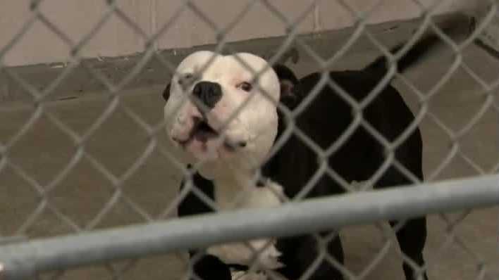 California Adopt-A-Pet Day on Saturday offers free animal adoptions at participating shelters