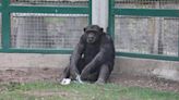 El futuro de Toti: luego de una larga lucha judicial, el “chimpancé de mirada triste” será trasladado a un santuario