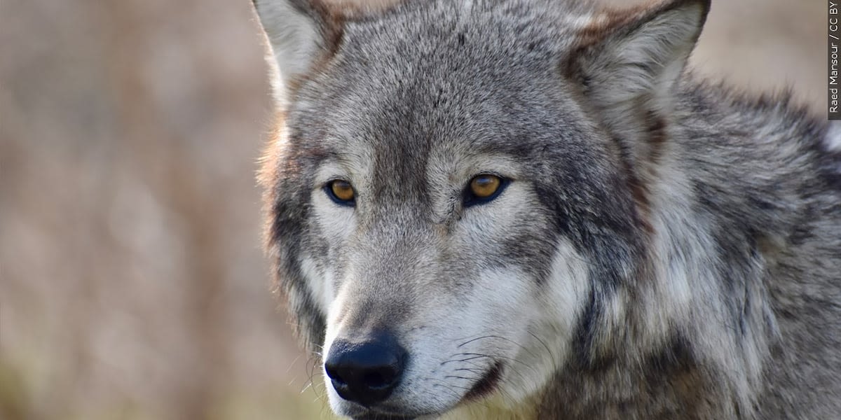 New map shows where Colorado’s wolves are frequenting