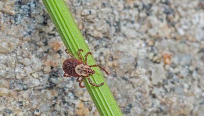 A CT resident got Rocky Mountain spotted fever. Here’s what to know about the rare tick disease.