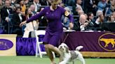 How to Watch the Westminster Kennel Club Dog Show 2024 Online Without Cable