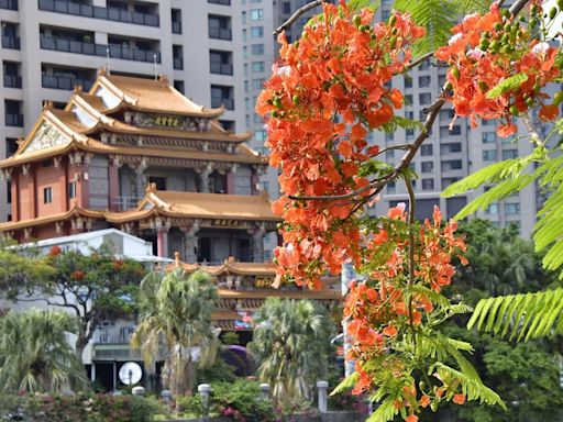 高雄鳳凰花景點推薦！大湖番茄會社百年鳳凰木綻放、愛河河畔迎火紅花海 | 蕃新聞