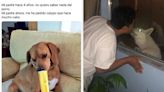 14 Pictures That Prove There Is No Bond Quite Like That Of A Pet And The Dad That Claimed He Didn't Want Said...