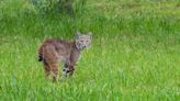 Rabid bobcat lurking under Jeep attacks 9-year-old, dad says. ‘Tore his shoe off’