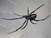 Latrodectus