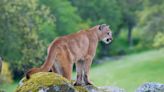 California county creates mountain lion protocols after increased number of sightings