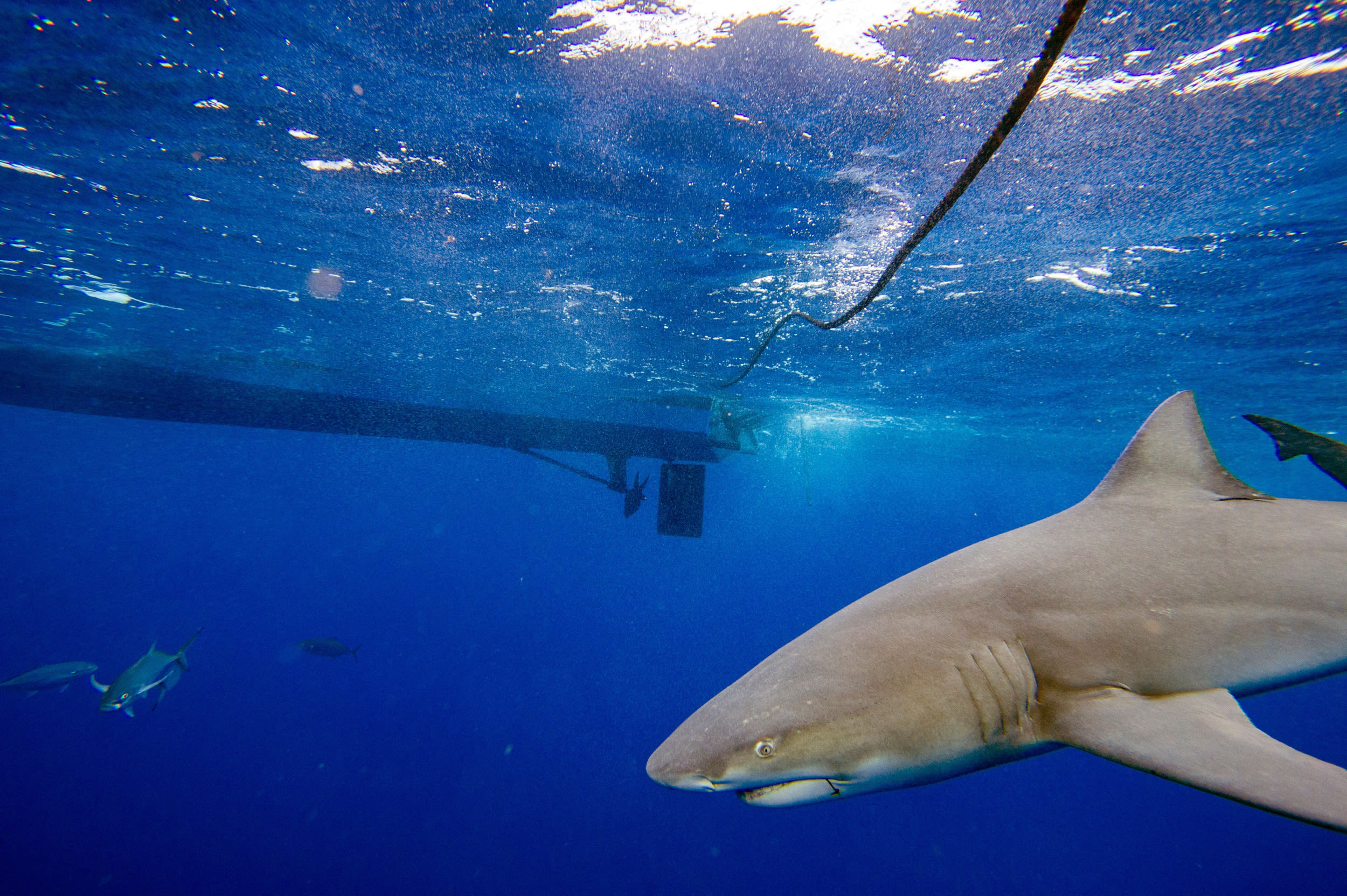 Florida shark attack leaves man with "severe bite"