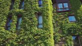 Ivy myths debunked: Gardening tips from WGN’s Tim Joyce