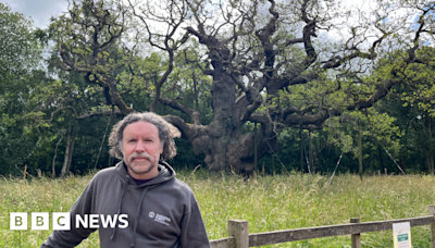 Rumours 'Robin Hood' oak is dying dispelled by RSPB