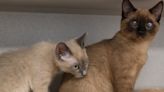 Siamese Rescue Kitten Helps Her Brother with Visual Impairments Navigate California Shelter