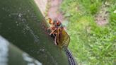 Cicadas can harm very young trees