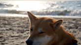 Why Dogecoin Is Pumping Again Today