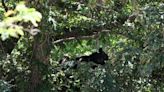 2nd bear in 3 months crashes University of Colorado campus, forces area closure