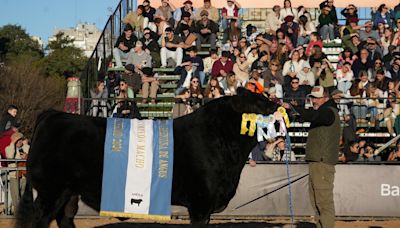 Una reconocida cabaña se quedó con el Gran Campeón Macho Angus y logró un récord